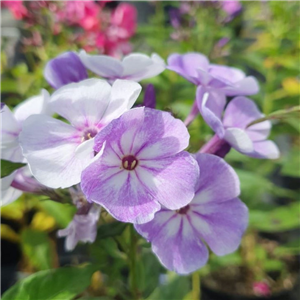 Phlox Paniculata 'Younique Old Blue'